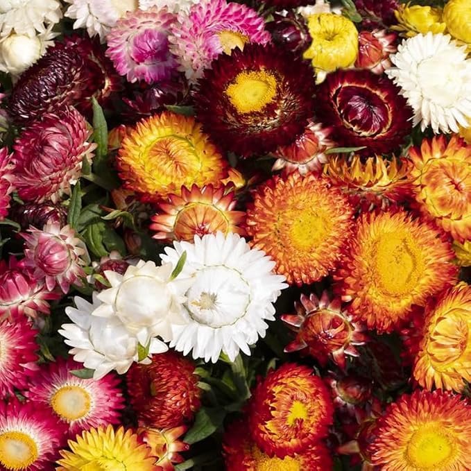 150 seeds Strawflower Silvery Rose +gift