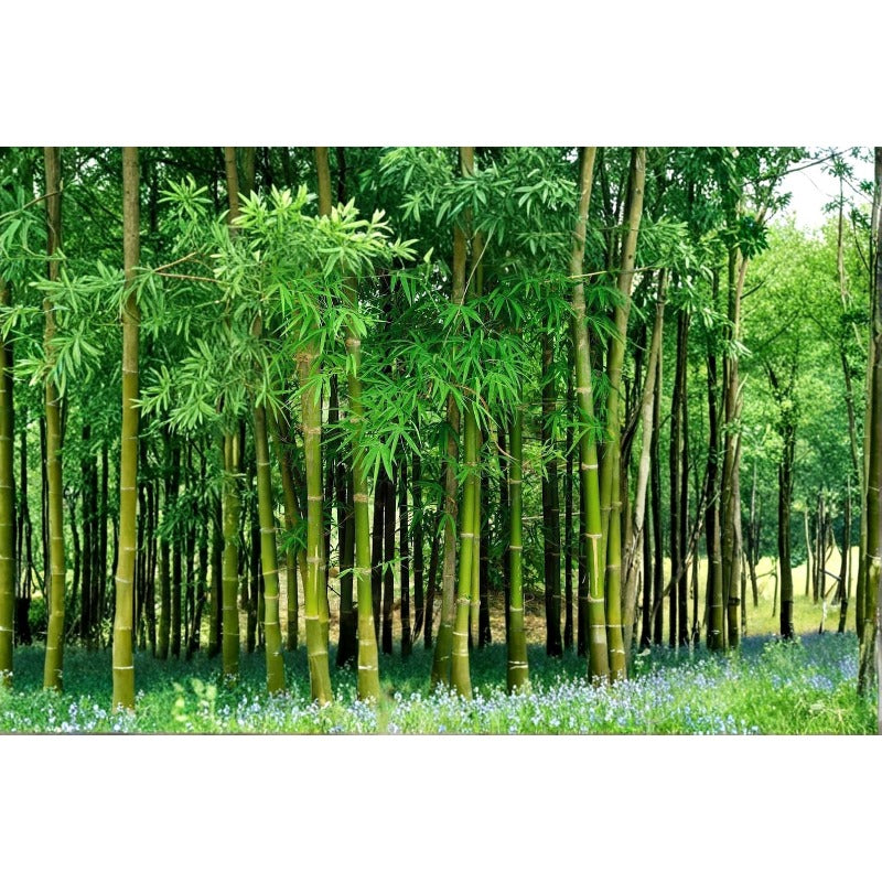 100Pcs Bamboo Seeds Easy To Cultivate And Create A Warm Inviting Feeling In Everyday Backyard Life