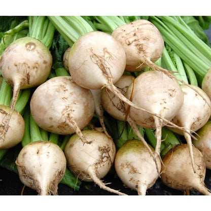 200 Turnip Seeds Friendly for new gardeners grow into full symmetrical rosette form with steady seasonal growth renewal features