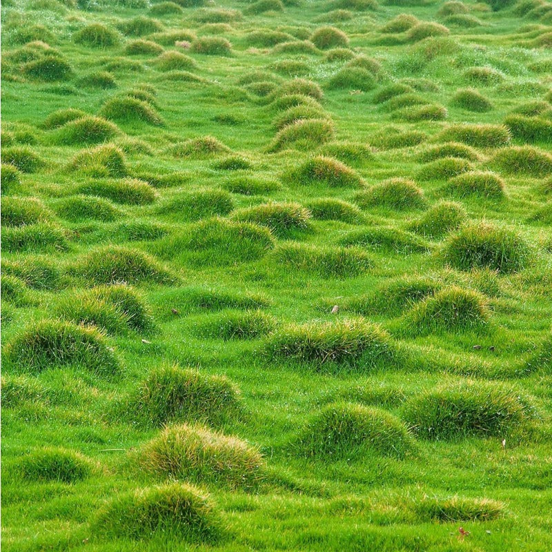 475Pcs Grass Seeds Simple for planting form continuous dense turf mats in sunny open zones and leisure yard spaces