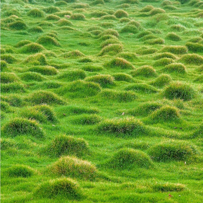 475Pcs Grass Seeds Simple for planting form continuous dense turf mats in sunny open zones and leisure yard spaces
