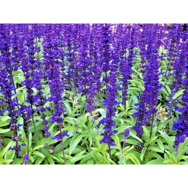 200pcs Perennial Blue Sage Seeds Drought Tolerant For Backyard Gardens Simple To Cultivate