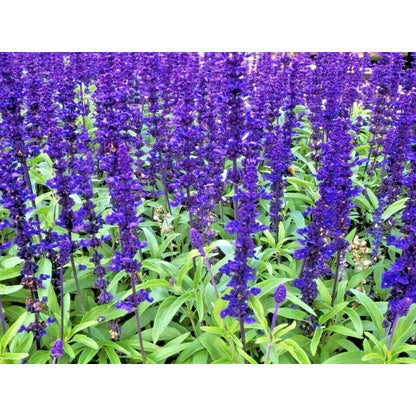 200pcs Perennial Blue Sage Seeds Drought Tolerant For Backyard Gardens Simple To Cultivate