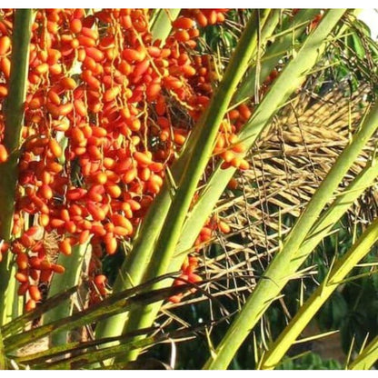 8Pcs Palm Tree Seeds Easy To Maintain With Slow Steady Growth That Requires Little Pruning Or Trimming