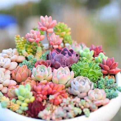 999pcs Mixed Colorful Succulents Seeds Succulent Plants Living Stones Plants Cactus Home Plant