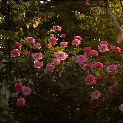150Pcs Pink Rose Seeds for Planting, Fragrant Flower Perennial Shrub, Non-GMO Heirloom for Garden Borders, Containers and Cut Flowers