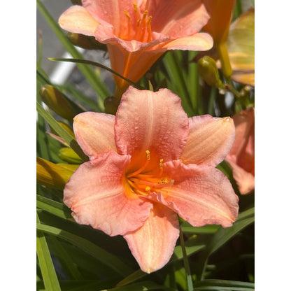 100pcs Hundred Tail Flower Seeds Simple to Grow add distinctive elegant ornamental charm to yard grounds and garden landscape spaces