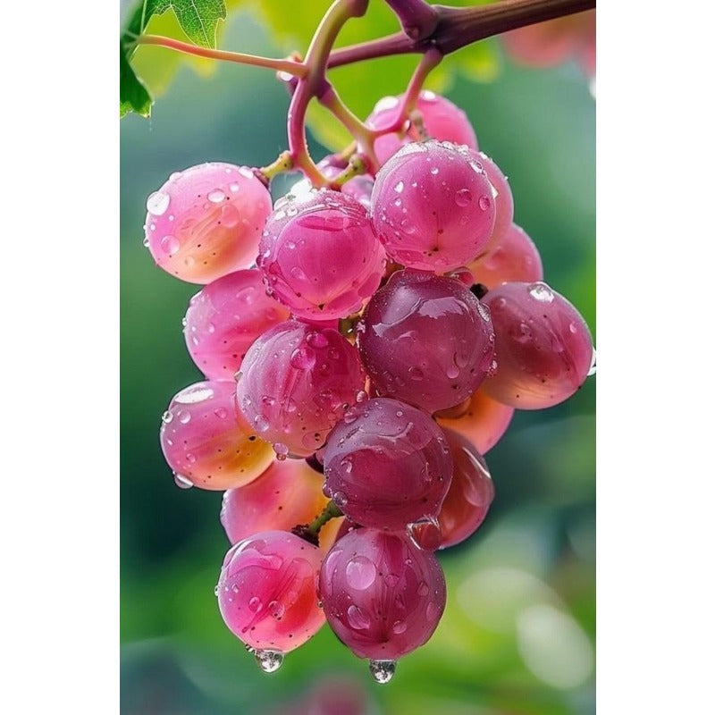 Red Grape Seeds Heirloom Non GMO Fruit Vine Seeds
