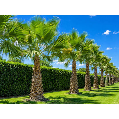 10pcs Tropical Palm Tree Seeds Fast Germination Feathery Fronds with Palm Tree Seeds for Outdoor Planting