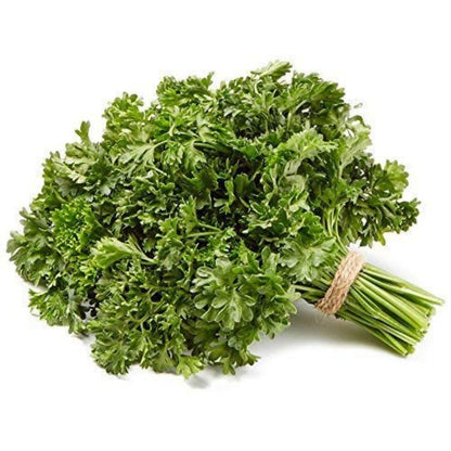 500 Parsley Seeds Packets - Non GMO & Heirloom Seeds for Planting in Kitchen Herb Garden, Containers & Beds