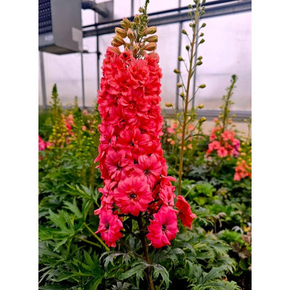 Scarlet Spire Rocket Larkspur Delphinium Seeds - 200 seeds Flowers Garden Border Tall Flower Grow Your Own Home Farm Patio Healthy