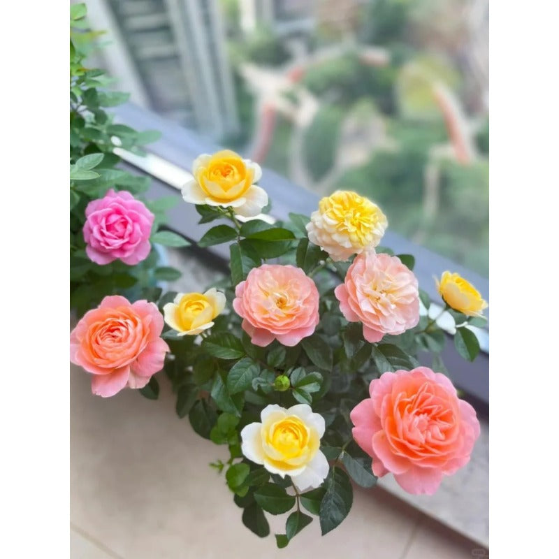 150pcs Rose Seeds for Planting, Heirloom Garden Perennial Flower Collection, Non-GMO Outdoor Growing Kit