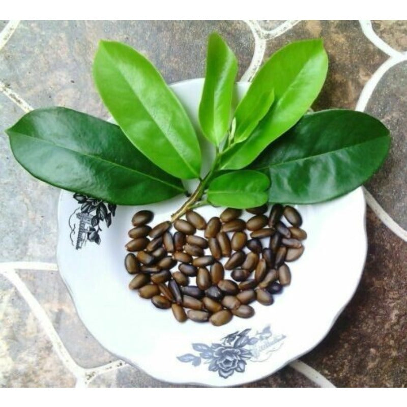 10pcs Great For Quick Vegetation Establishment Soursop Pawpaw Seeds Simple To Raise Ideal For New Home Landscape Projects
