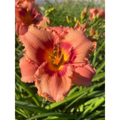 100pcs Hundred Tail Flower Seeds Friendly for new gardeners grow into full balanced upright form with steady seasonal flower renewal