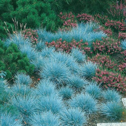 499Pcs Fescue Seeds Made for home planting create uniform delicate ground texture across large yard and garden areas