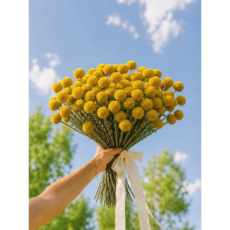 10pcs Craspedia Billy Buttons Seeds Yellow Globe Flower for Cut Garden