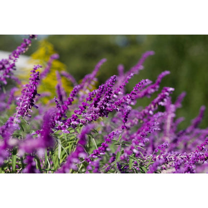 160Pcs Blue Sage Seeds Suitable for casual planting feature strong natural vitality for fast landscape establishment