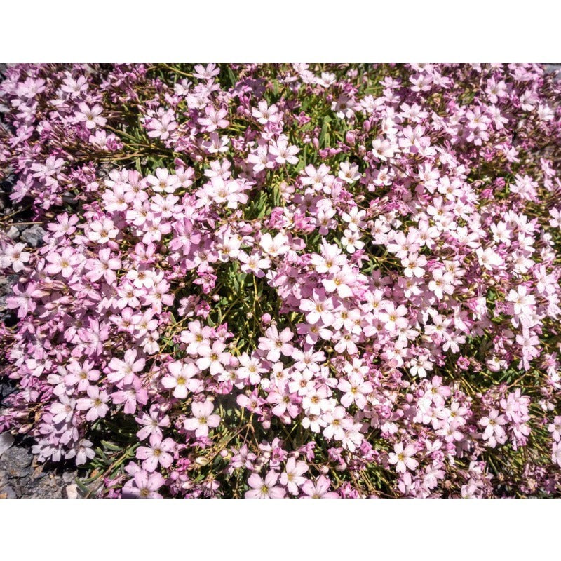 100pcs Suitable for beginner planting Gypsophila Seeds flourish in ordinary well drained soil suited for ornamental garden cultivation