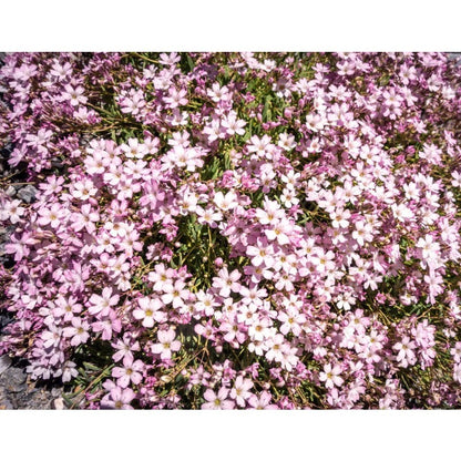 100pcs Suitable for beginner planting Gypsophila Seeds flourish in ordinary well drained soil suited for ornamental garden cultivation