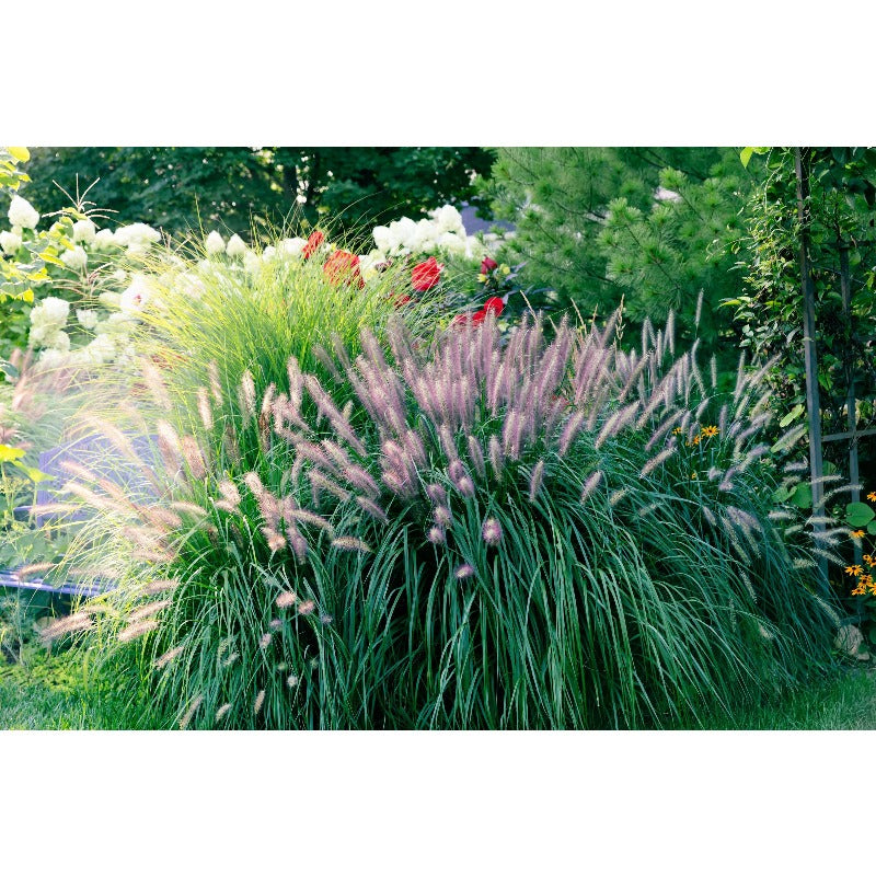 Dwarf Purple 100pcs Fountain Grass Easy To Grow For Ornamental Landscape Planting In Home Gardens