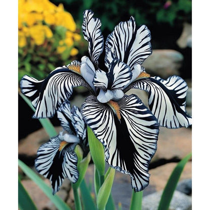 100pcs Mixed Iris Flower Seeds for Planting – Perennial Iris with Garden Blooms