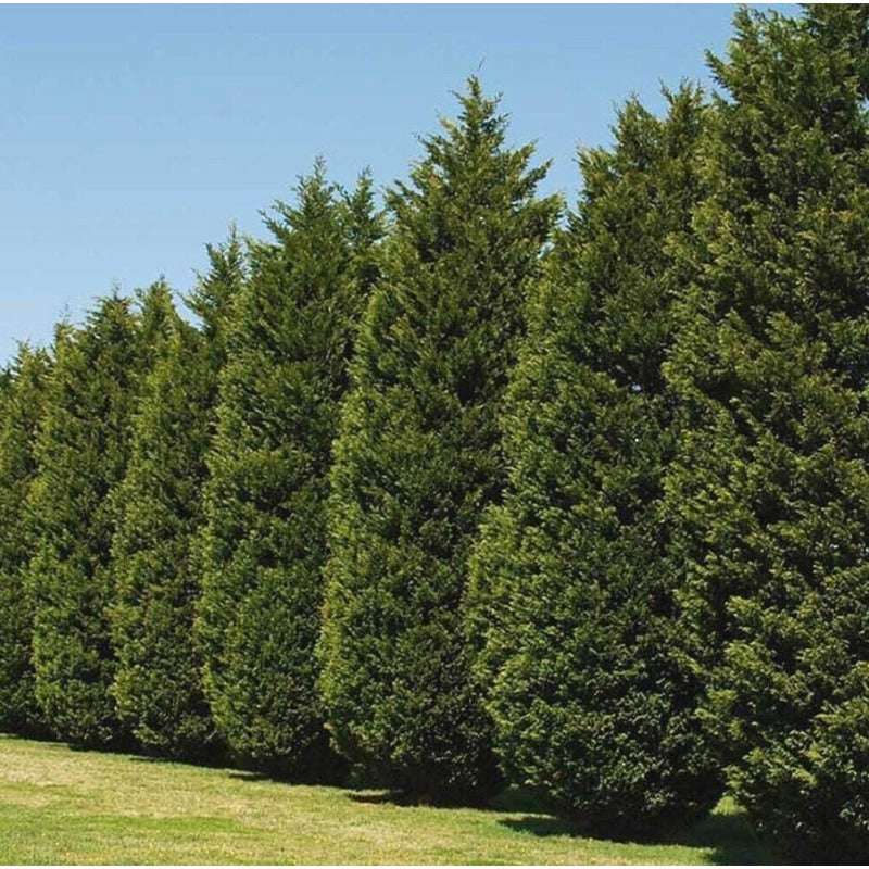 84Pcs Cypress Seeds simple to grow in oversized decorative containers, raised landscape beds and open garden showcase spots