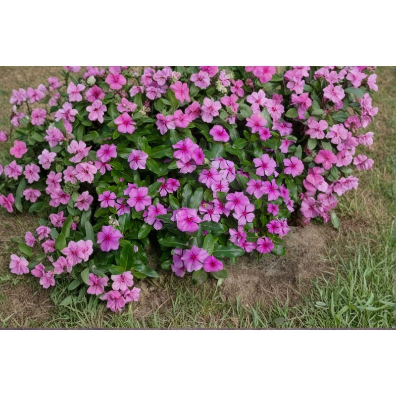 Madagascar Periwinkle-  100 Seeds Rosy Periwinkle Flower | Heat & Drought-Tolerant Annual