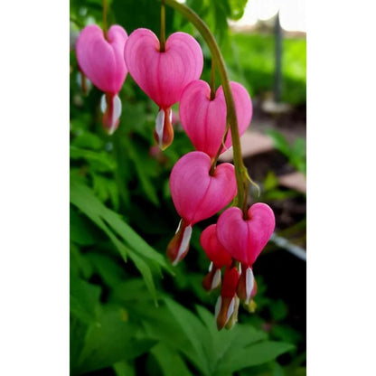 25pcs Ideal for Woodland Gardens Vigorous Growing Bleeding Heart Peony Seeds