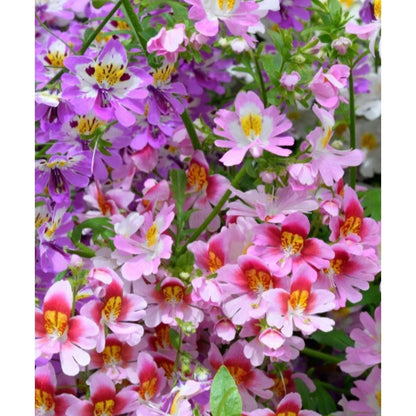 90Pcs Orchid Seeds Simple to Grow create delicate ornamental foliage for room accents and shaded landscape styling