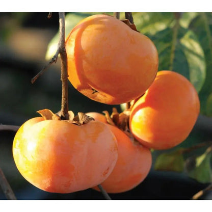 45Pcs Persimmon Seeds Designed for planting feature balanced upright tree habit for landscape focal display and boundary greening arrangement