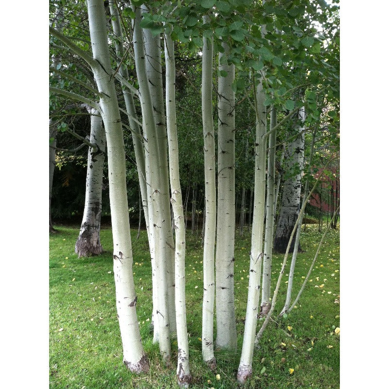 95Pcs Birch Tree Seeds for planting in sunny open grounds, gentle slope zones and landscape boundary edges
