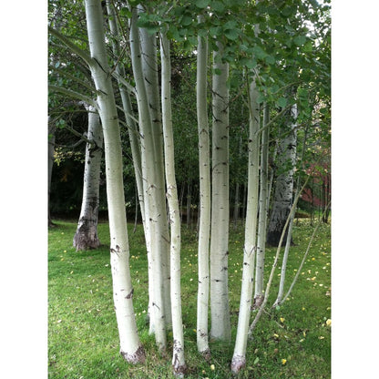 95Pcs Birch Tree Seeds for planting in sunny open grounds, gentle slope zones and landscape boundary edges