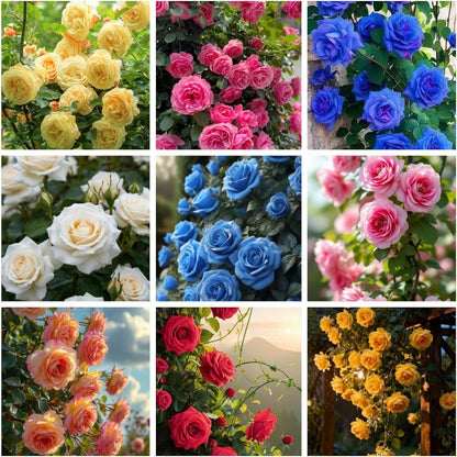 150pcs Mix Perennial Climbing Rose Seeds Bush Vine Climber Fragrant Butterfly Non-GMO Heirloom Flower Seed for Outdoor Garden
