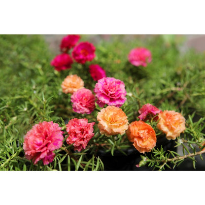 850Pcs Moss Rose Seeds simple to grow in containers, raised beds and rockery scenery