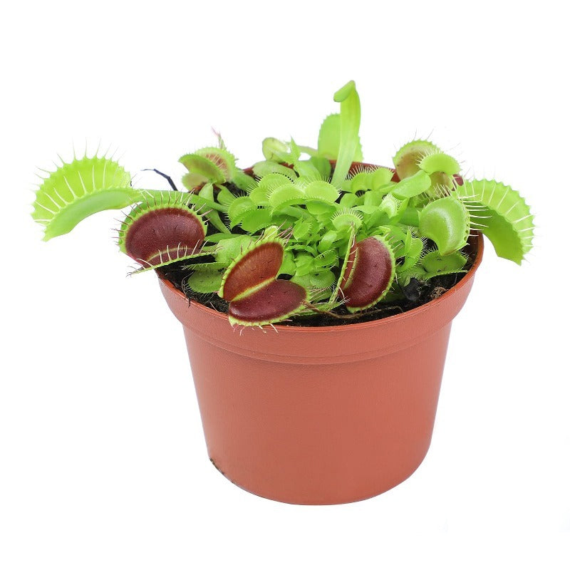 300pcs Venus-Fly-Trap Seeds Easy To Grow Works Well In Humidity Controlled Home Growing Environments Easily