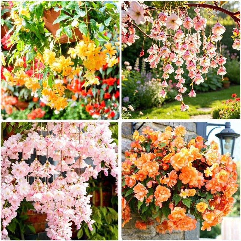 255Pcs Hanging Weeping Begonia Seeds Double Pink Blooms, Shade Garden Flowers