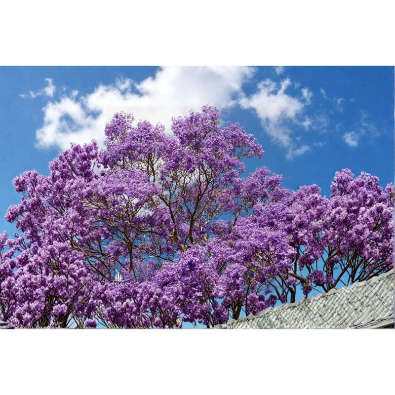 48Pcs Blue Jacaranda Tree Seeds for Planting Ornamental Flowering Tree Seeds
