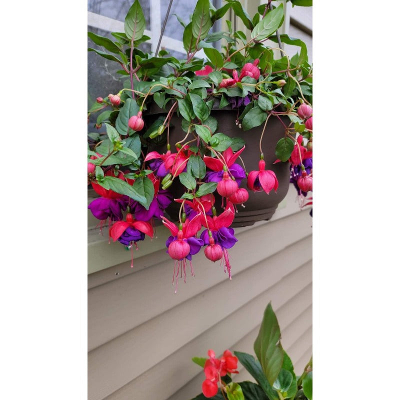Fuchsia Seeds 100 Perennial | Hanging Bonsai Indoor Outdoor Balcony Garden Flower Pack