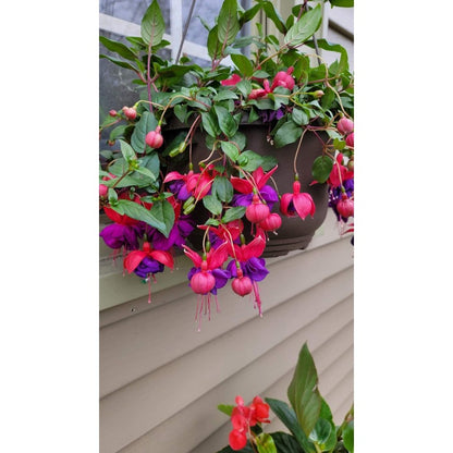 Fuchsia Seeds 100 Perennial | Hanging Bonsai Indoor Outdoor Balcony Garden Flower Pack