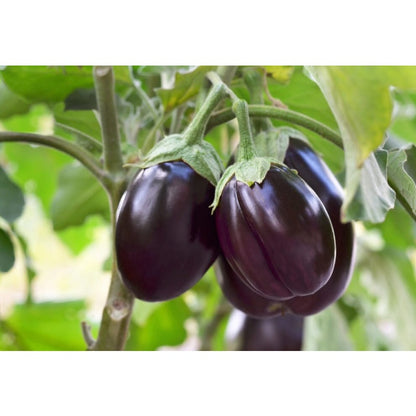 200 Eggplant Seeds -  Heirloom, Open Pollinated, Non GMO - Grow Indoors, Outdoors, In Pots, Grow Beds, Soil, Hydroponics & Aquaponics