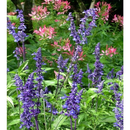 200pcs Blue Sage Seeds - Beautiful Salvia Farinacea for Your Garden - Easy to Grow