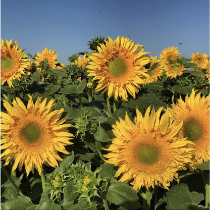 100Pcs Easy to Cultivate Sunflower Seeds match naturally with casual cottage and rustic yard design styles
