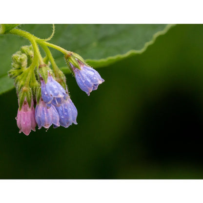 100pcs Comfrey Seeds Heirloom Purple Bell Flowers, Pollinator Garden