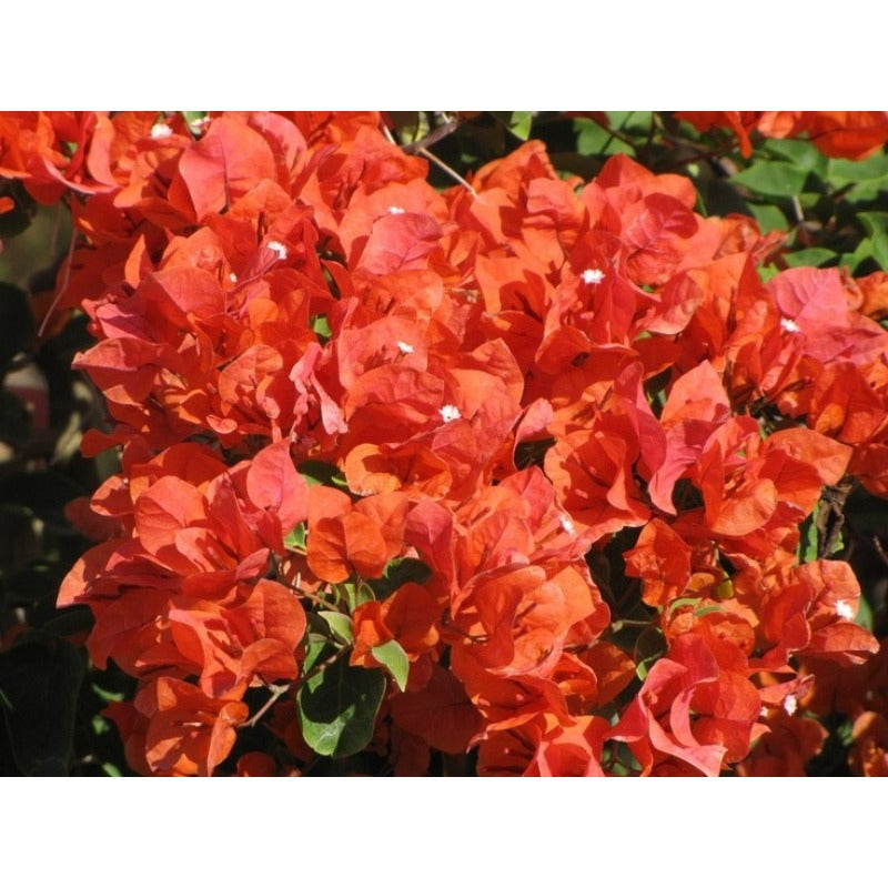 150 Bougainvillea Seeds Friendly for new gardeners grow into full sprawling climbing form with steady seasonal foliage and flower renewal features