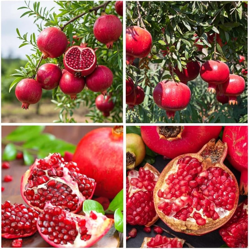 150Pcs Pomegranate Fruit Tree Seeds for Planting Outdoor-Perennial Punica Granatum Seed to Plant Outside Non GMO Juicy Sweet