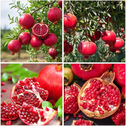 150Pcs Pomegranate Fruit Tree Seeds for Planting Outdoor-Perennial Punica Granatum Seed to Plant Outside Non GMO Juicy Sweet