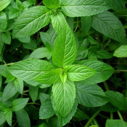 Mixed Mint 500 Seeds herb NON-GMO Heirloom Vegetable