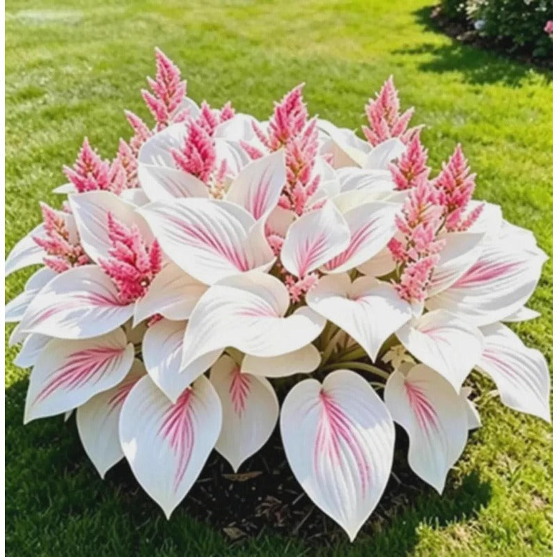 100Pcs Perennial Hosta Seeds: Non-GMO Heirloom Shade Flowers for Gardens