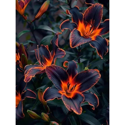 80Pcs Burning Embers Lily Seeds Red Black Orange