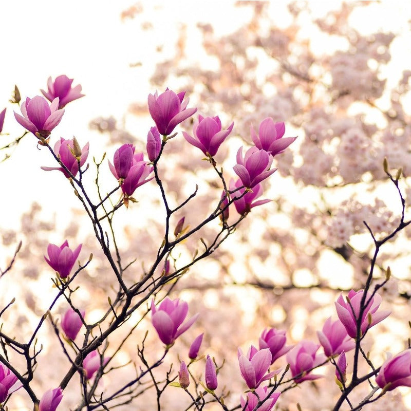 30pcs Magnolia Seeds for Planting - Perennial Yulania Magnoli Denudata Flower Tree, Fragrant Heirloom White Blooms for Home Garden Outdoor